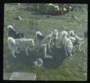 Image of Dogs waiting to be fed