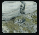 Image of Nest with three eggs beside large rock