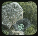 Image of Old squaw nest with six eggs by boulder 