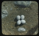 Image of Four Gryfalcon eggs on rock slab
