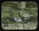 Image of Bird and two young [Tringa canutus, red knot]