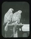 Image of Pair of falcons caught and tamed by Ekblaw