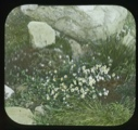 Image of White wildflowers near rocks