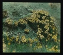 Image of Clumps of yellow flowers