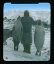 Image of Panikpa holding two dead seals, belly side forward. Dogs near