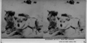 Image of [Two] Eskimo [Inuit] dogs [at rest]
