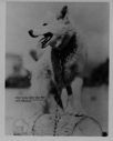 Image of Patent Yukon River dog pen with dog in it. Yukon River Circle Tour