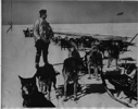 Image of Norman Vaughn, dog driver, with several dog teams of Byrd Expedition