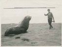 Image of Father Bernard Hubbard approaches a sea lion