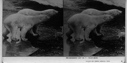 Image of [Two] polar bears