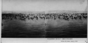 Image of [Large flock of] birds in the arctic [on water]