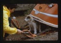 Image of Beth [Solis] Greets Puppy Sitting Under Snowmobile