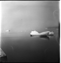 Image of Kittiwakes riding small iceberg