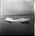 Image of Kittiwakes riding small iceberg