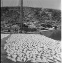Image of Fish stage, dertail. BOWDOIN at pier beyond
