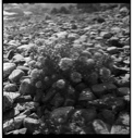 Image of Rock garden [Sedum corms among rocks, detail]