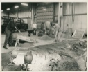 Image of Three men working with concrete, for floor Thule AFB