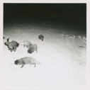 Image of Several Arctic foxes, Thule AFB