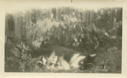 Image of Dog with Puppies in Garden