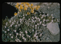 Image of Yellow Arctic Poppy and white flowers.