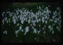 Image of Arctic Cottongrass