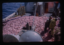Image of Ship deck covered in fish.