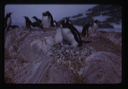 Image of Penguins, Port Lockroy, Palmer Pen. Island West Coast