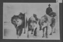 Image of Three sledge dogs, MacMillan (?) in rear
