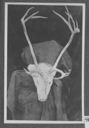 Image of Head and antlers of Peary caribou
