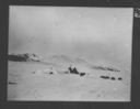 Image of Igloo [iglu] remains and tents, dogs resting in snow field