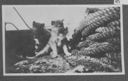 Image of Puppies among ropes on deck