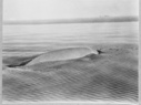 Image of White whale, harpooned, Point Cairn
