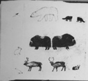 Image of Animals of the Polar regions as drawn by an Eskimo [Inughuit]