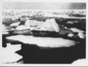 Image of Ice pack of Melville Bay