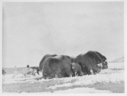 Image of Herd of musk-oxen held at bay by dogs, Ellesmere Land