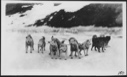 Image of Eskimo [Inughuit] dog team