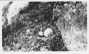 Image of Nest of Glaucous Gull on cliffs