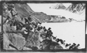 Image of Little auks on cliffs