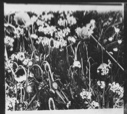 Image of [Arctic flowers]