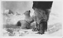 Image of Amund Ringnes Is. The two cubs