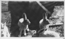 Image of Four hare at six feet