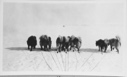 Image of Dogs in front of sledge headed for Cape Sabine on return trip from Ellesmere Lan