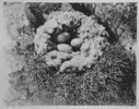 Image of Eider duck's nest, Littleton Island