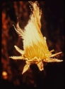 Image of Dryas integrifolia, twist