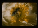 Image of Saw fly on Poppy