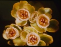 Image of Chrysosplenium tetrandum, Golden Saxifrage; no petals