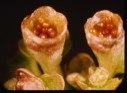 Image of Chrysosplenium tetrandum, Golden Saxifrage; no petals pub. Sci. Am.