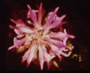 Image of Pedicularis arctica