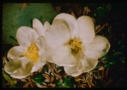Image of Dryas integrifolia, Arctic Rose