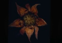 Image of Potentilla fruticosa-